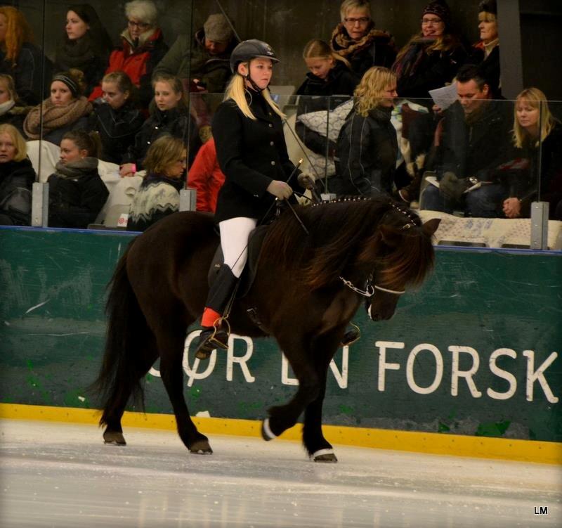 Islænder Venus Fra Hylderødgård - istölt 2012 billede 14