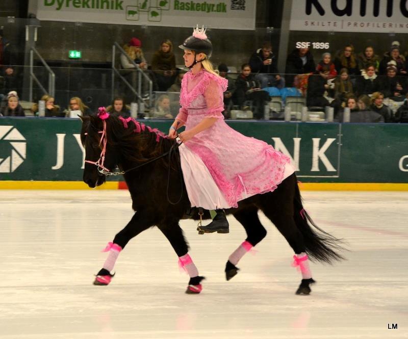 Islænder Venus Fra Hylderødgård - istölt 2012 billede 15