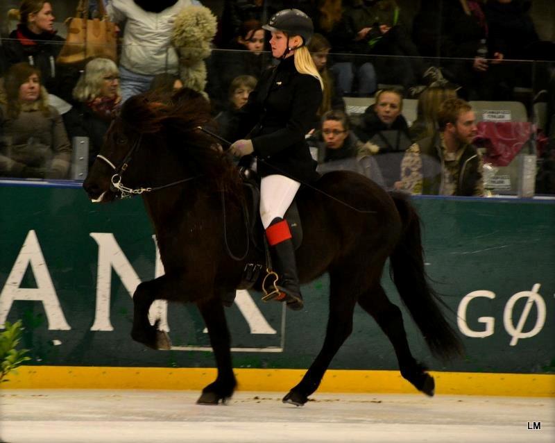 Islænder Venus Fra Hylderødgård - istölt 2012
 billede 16