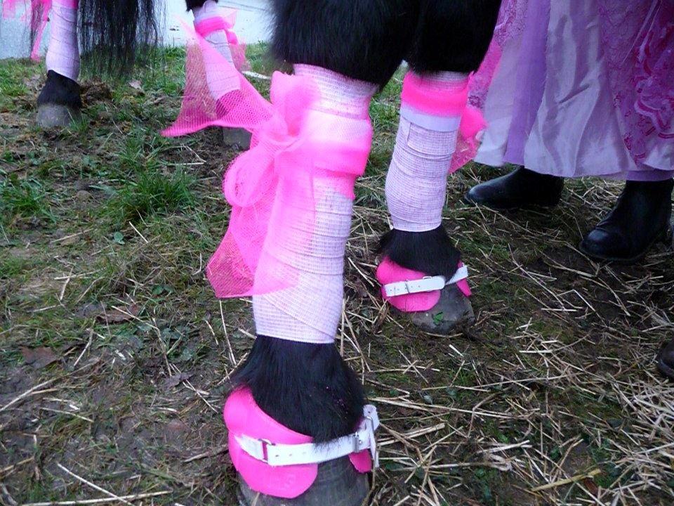 Islænder Venus Fra Hylderødgård - fordi du er min prinsesse :)  billede 17