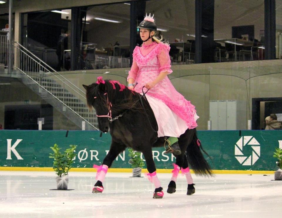 Islænder Venus Fra Hylderødgård - istölt 2012 billede 18