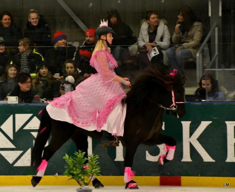 Islænder Venus Fra Hylderødgård - istölt 2012 billede 19