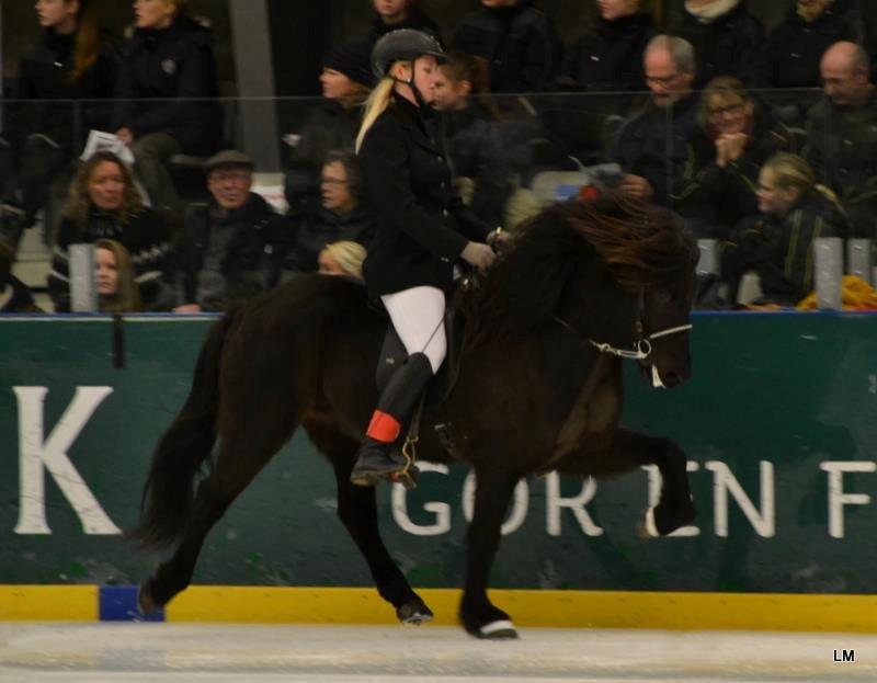 Islænder Venus Fra Hylderødgård - istölt 2012 billede 20