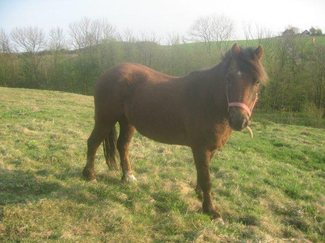 Anden særlig race Pink Pigeon R.I.P.<3 - Smukke Pigeon På Marken. billede 1