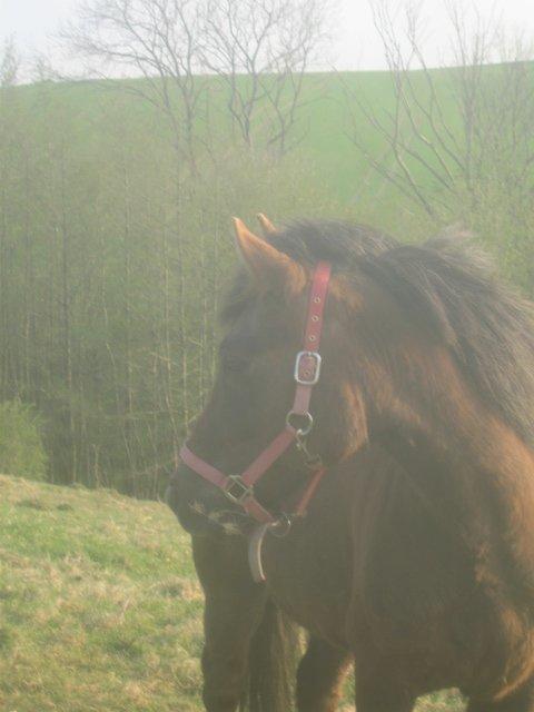 Anden særlig race Pink Pigeon R.I.P.<3 - Hov, Hvad Var Det Bag Træet?  billede 2
