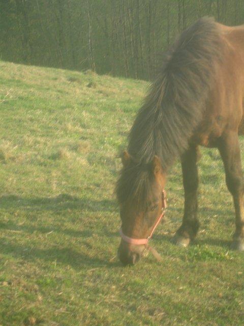 Anden særlig race Pink Pigeon R.I.P.<3 - Pigeon Vender Tilbage Til Græsset. billede 3