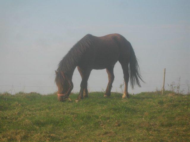 Anden særlig race Pink Pigeon R.I.P.<3 - På Vej Ud Fra Folden, Kan Næsten Ikke Forlade Ham<3 billede 4