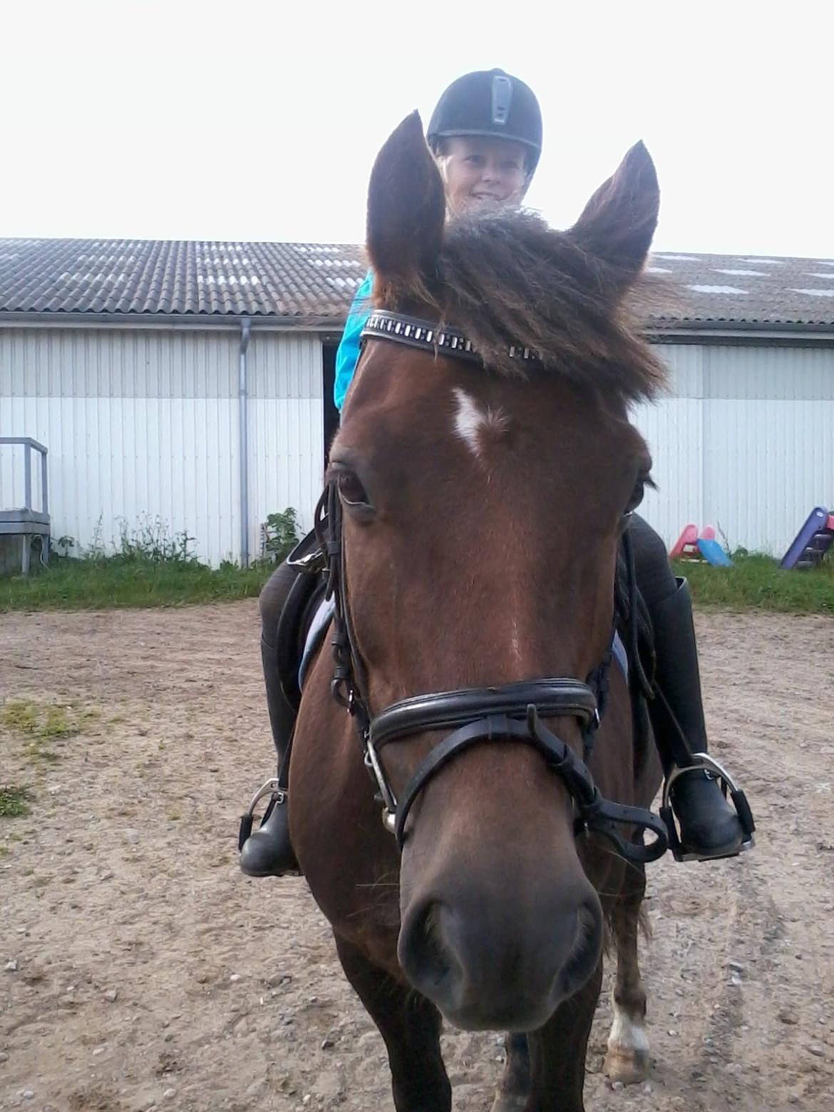 Anden særlig race Pink Pigeon R.I.P.<3 - På Vej Til Ridetime<3 billede 7