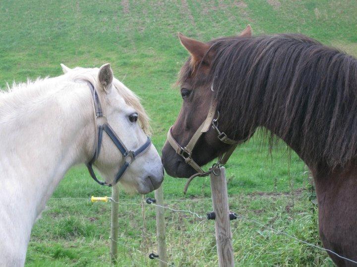 Anden særlig race Pink Pigeon R.I.P.<3 - Pigeon Og Min Tidligere Hest Herkules. billede 9