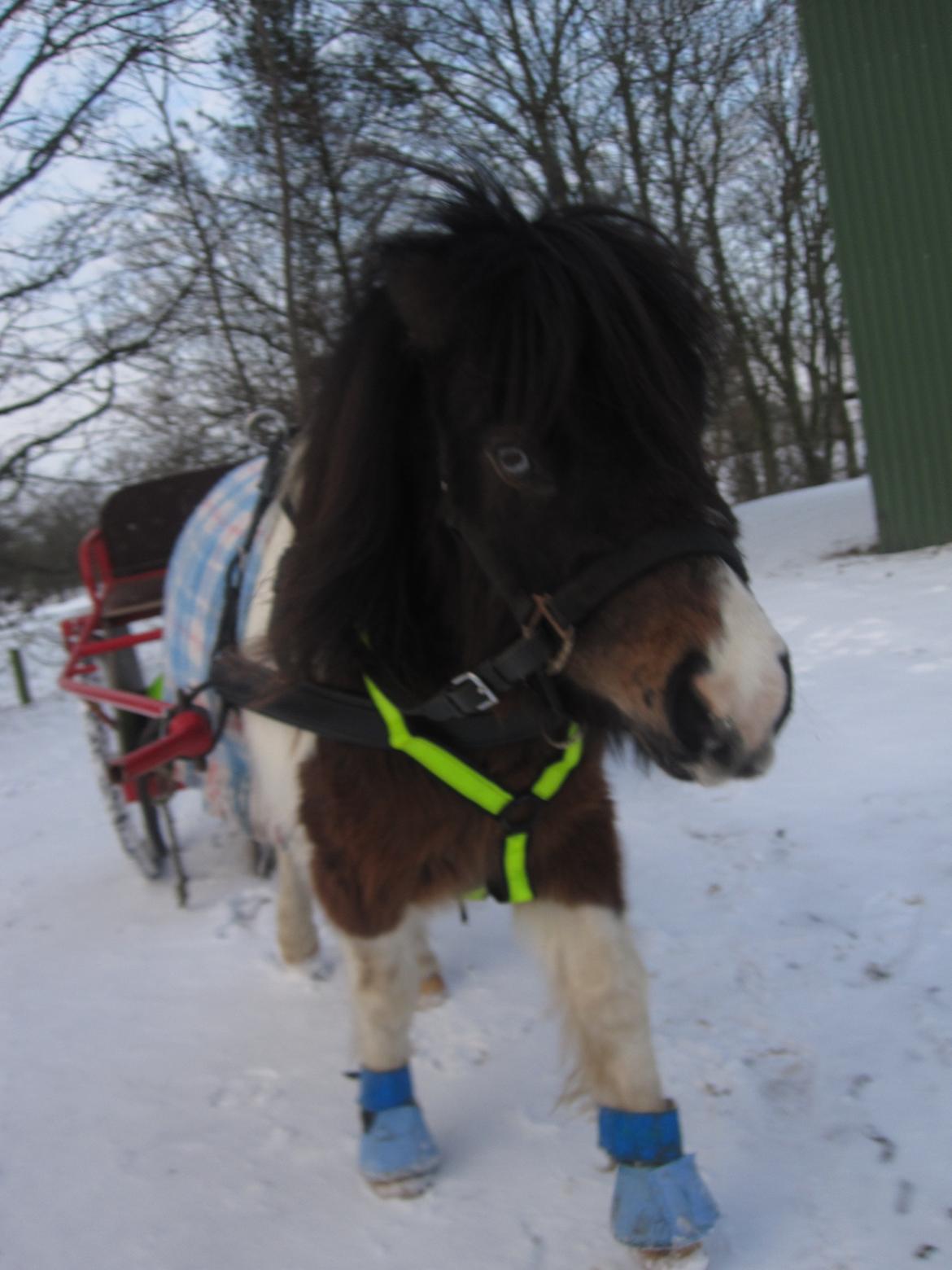 Anden særlig race Ministar`s Iceblue Sigurd - Sigurd i sit smarte blå sæt billede 6