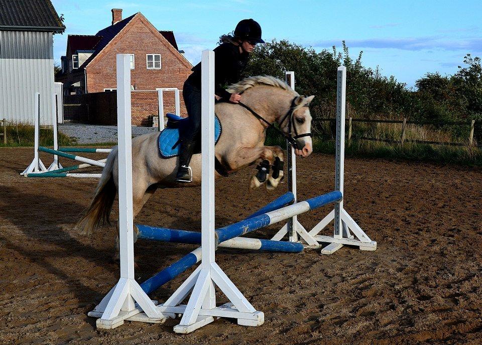 Welsh Pony (sec B) Sundance - Jeg elskede vores springtimer, du var som en flyvende drøm. billede 17