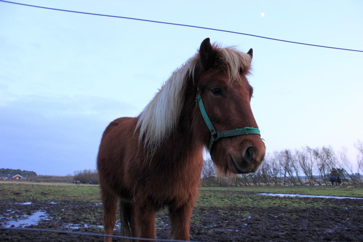 Islænder Scotly billede 8