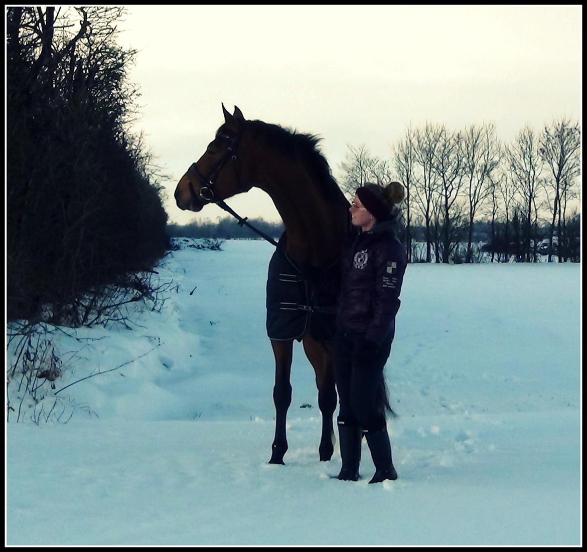 Dansk Varmblod Saksgaards Light Foot #Klubmester# - Vi to skal samme vej! billede 13