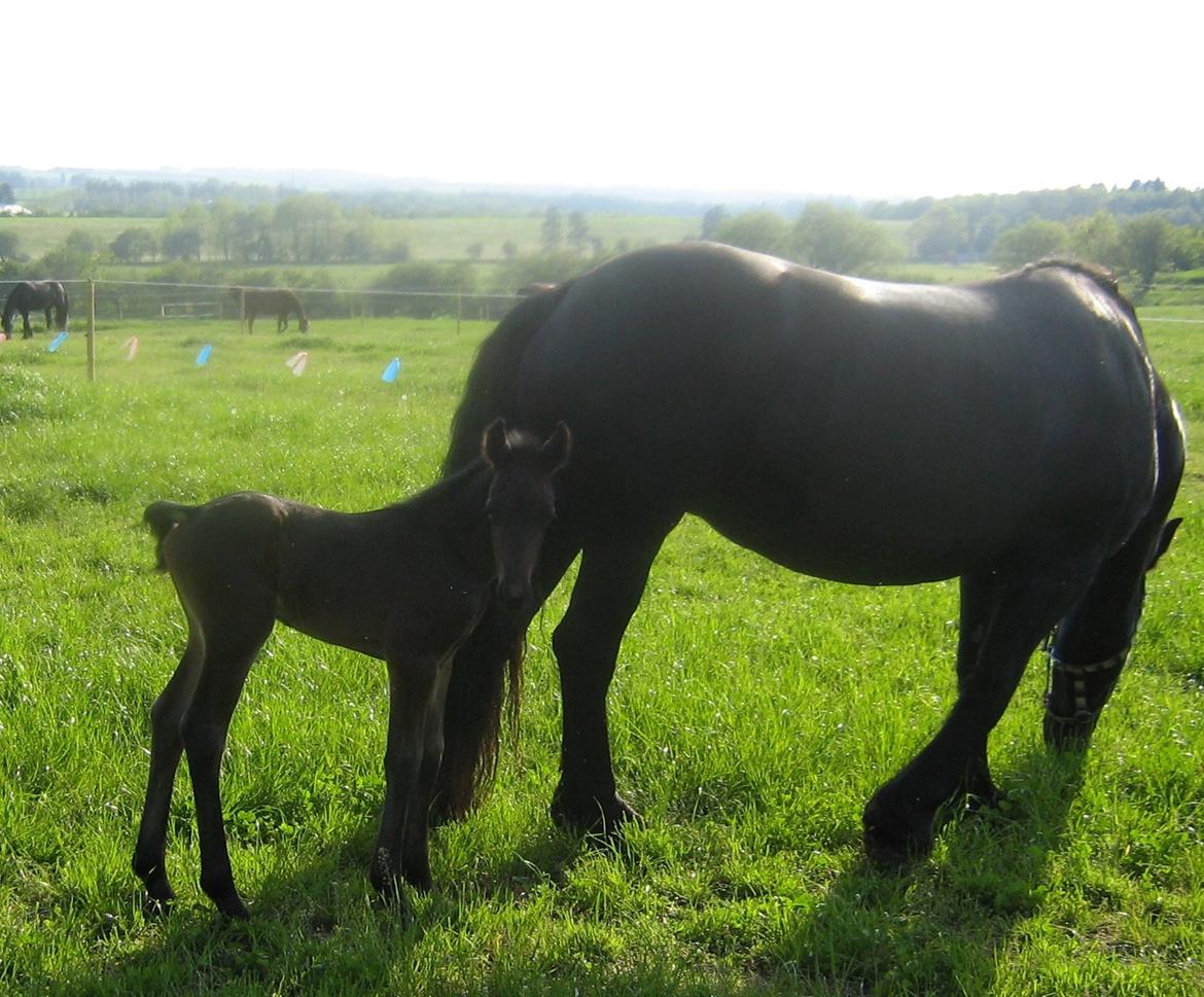 Barockpinto Cody - 1 dag gammel....lille nuser dreng. billede 2