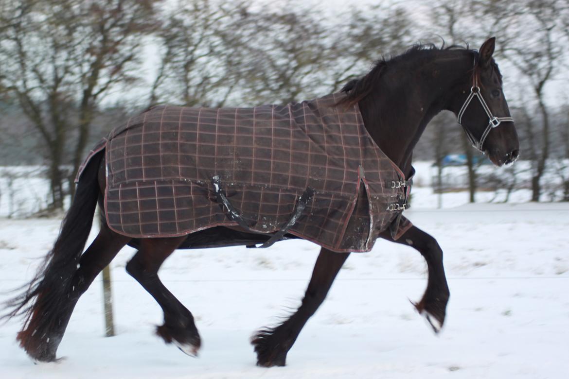 Frieser AKKE FAN DE SLACHTEDYK (Red og passede) - Akke-lakke i sneen 14. januar 2013. billede 6