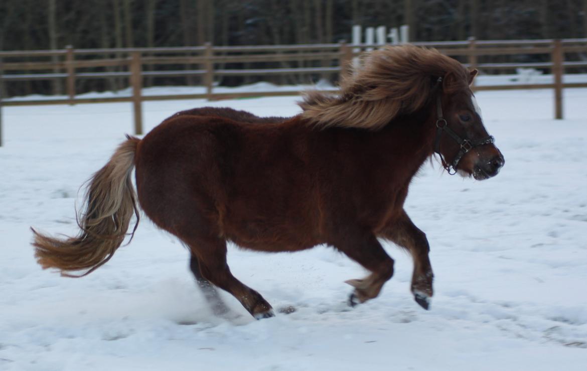 Shetlænder KJÆRSGAARDS AMINA - Amina i sneen 14. januar 2013. billede 18