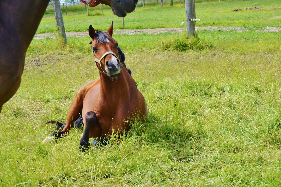 Welsh Cob (sec D) Chico A-pony billede 17