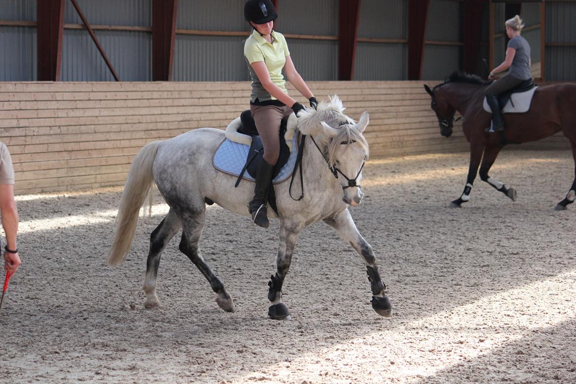 Welsh Cob (sec D) Athos/Mowgli - Undervisning Foto: Julie billede 27