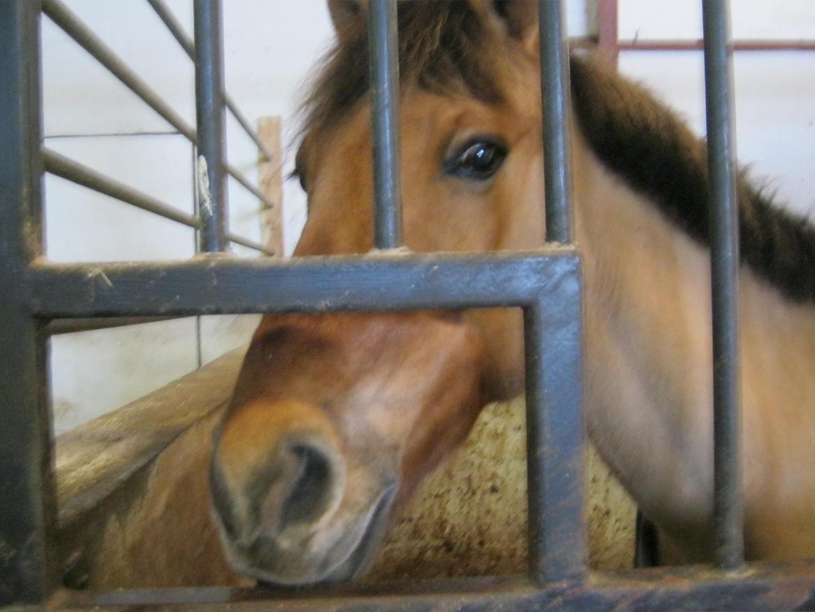 Anden særlig race kandis - i boksen<3 billede 4