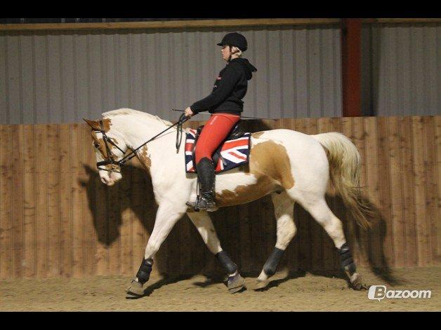 Pinto Nikolaj af Dutterup billede 11