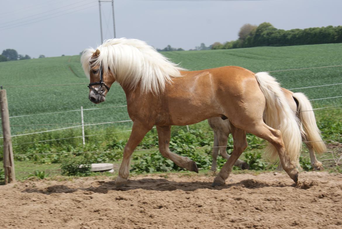 Haflinger Anders Lindegaard HINGST R.I.P - Velkommen til Anders profil billede 1