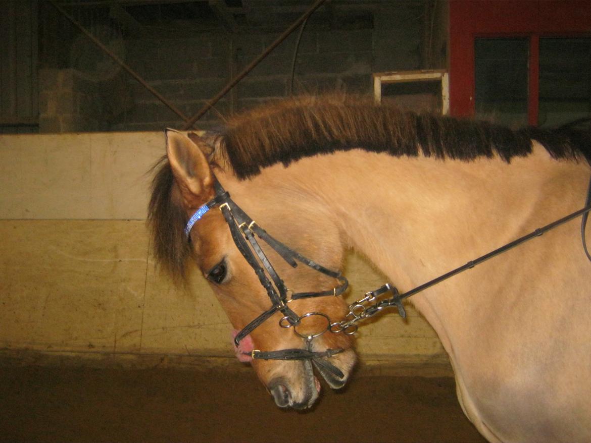 Anden særlig race kandis - <33 billede 5