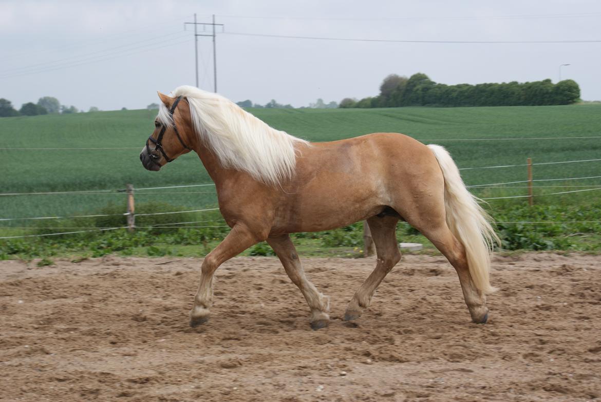 Haflinger Anders Lindegaard HINGST R.I.P billede 12