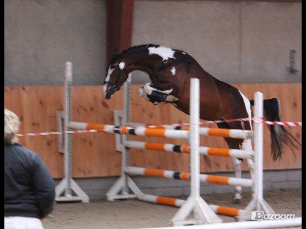 Pinto GOLFINO -  Hingstekåring i DPF billede 5