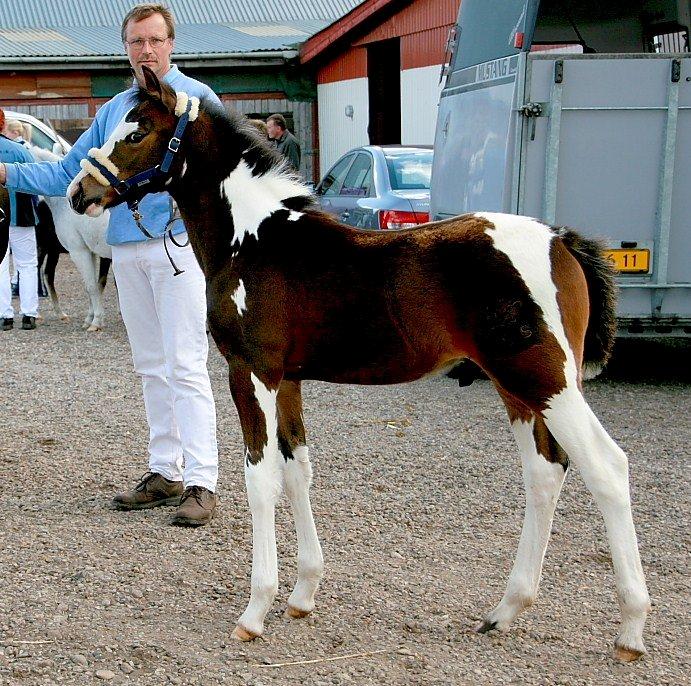 Pinto GOLFINO - Smukke dreng som føl billede 15