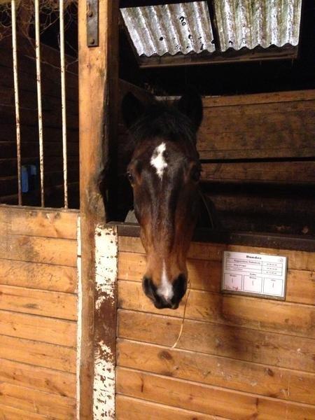 Irsk Sportspony Dundee Love you forever <3 - Velkommen til Dundees profil ((: billede 1