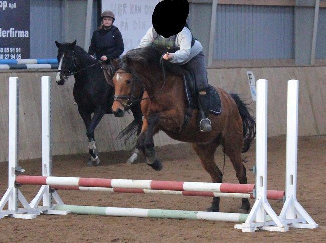 Dansk Varmblod Kraglunds Rosianna [ Tidl.LÅNEHEST] SOLGT!  - Første gang jeg springer på Rosa. Første gang jeg springer i 2 år. billede 6