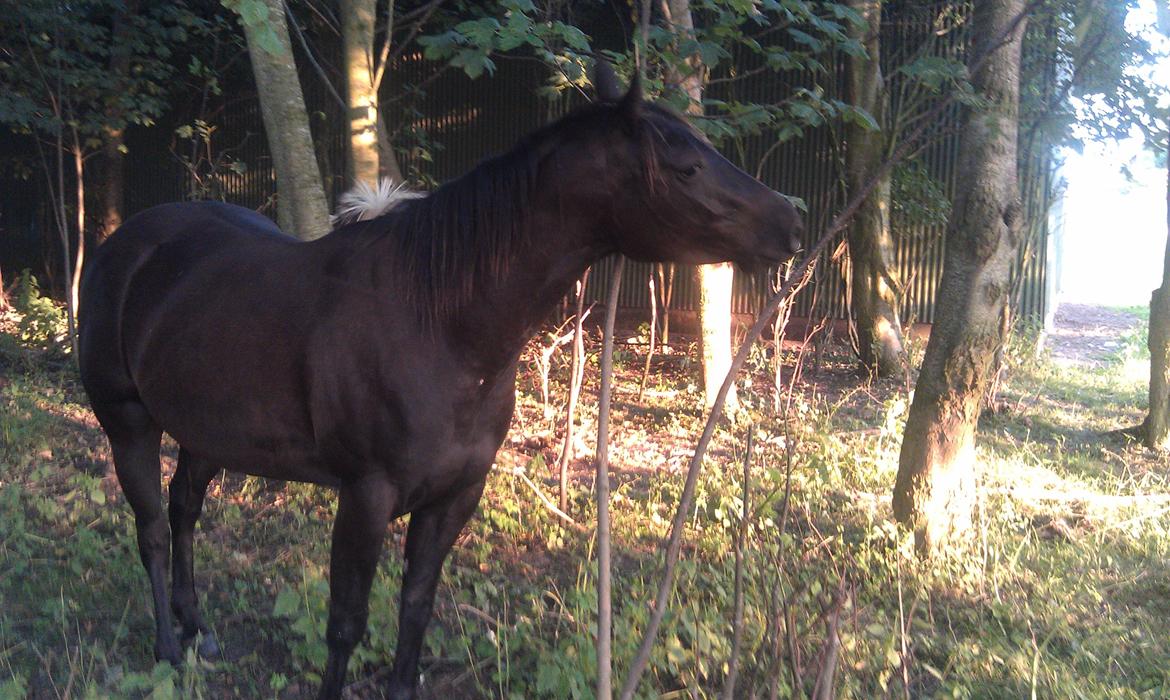 Paint One Smart Obsession (SOLGT) billede 17