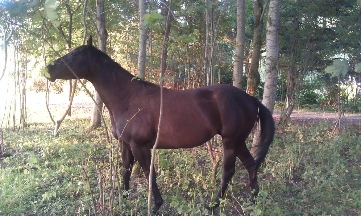 Paint One Smart Obsession (SOLGT) billede 18