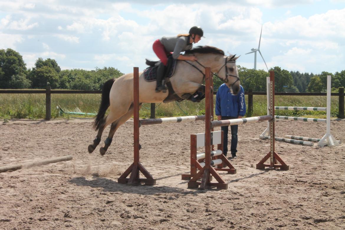 Irsk Sportspony Maam Boy<3 billede 16