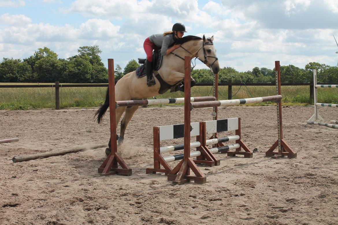 Irsk Sportspony Maam Boy<3 billede 17