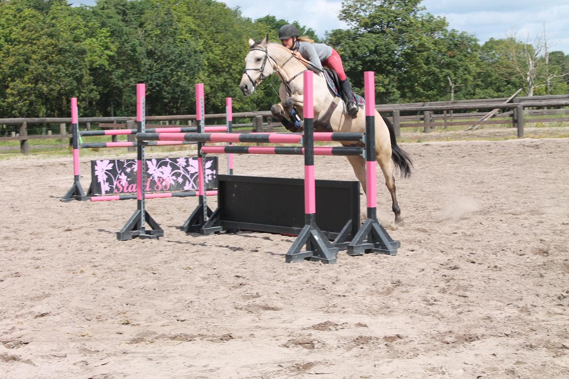 Irsk Sportspony Maam Boy<3 billede 18