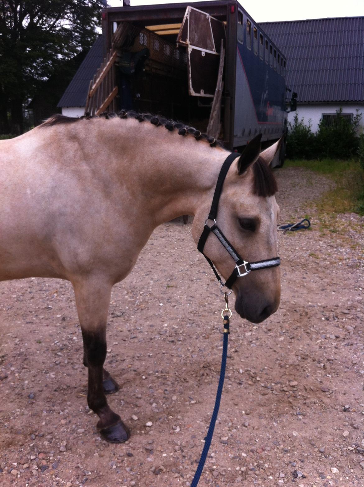 Irsk Sportspony Maam Boy<3 billede 2