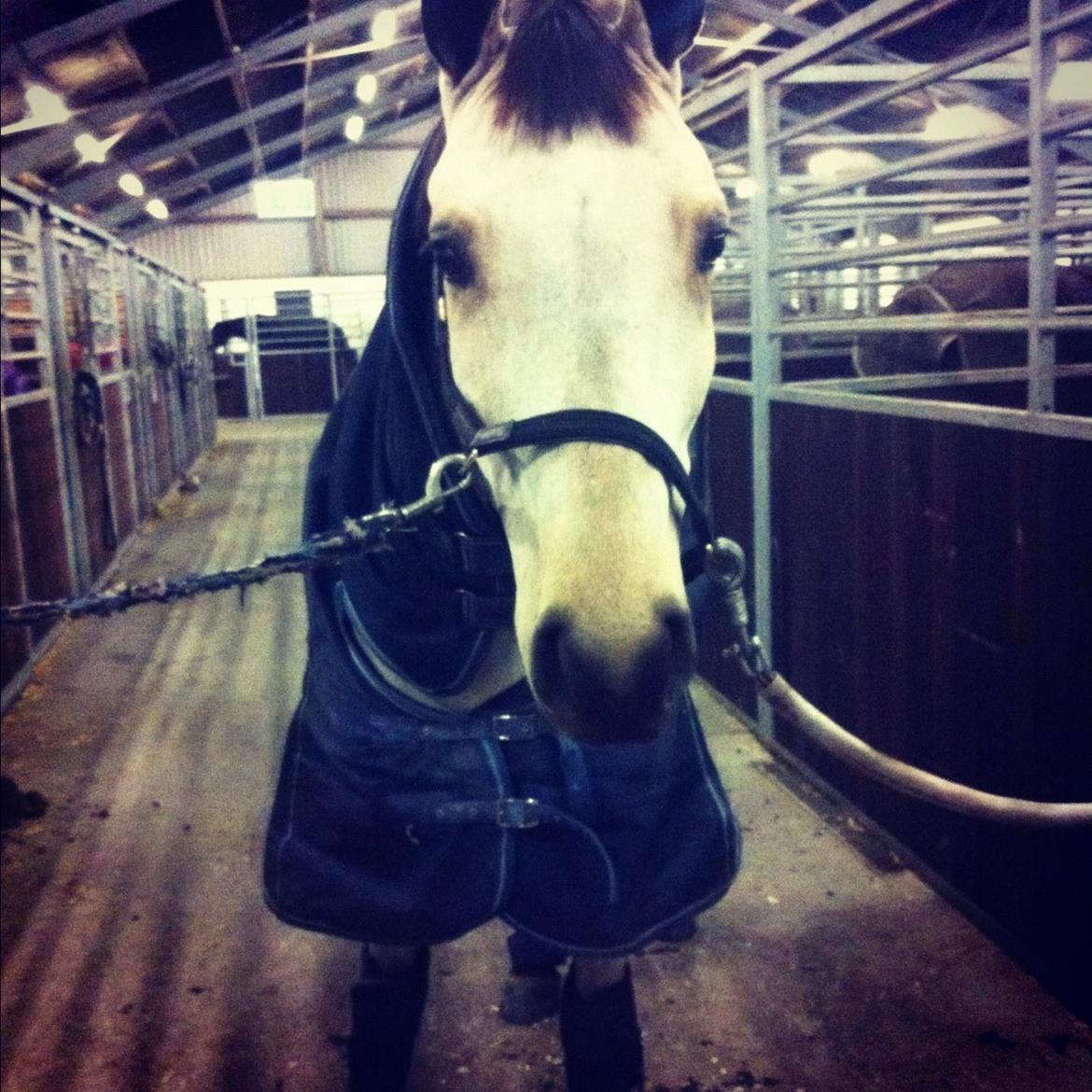 Irsk Sportspony Maam Boy<3 billede 4