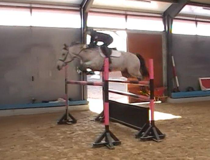 Irsk Sportspony Maam Boy<3 billede 19