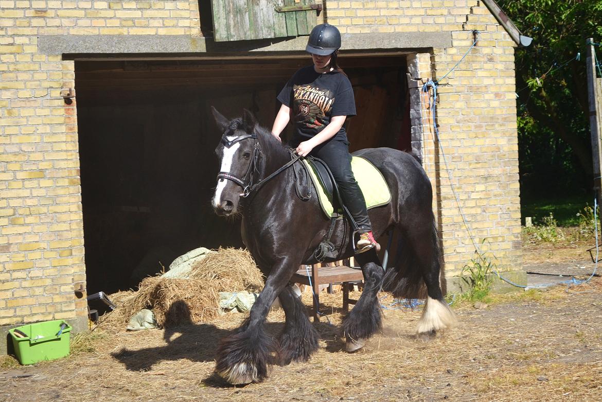 Irish Cob Esmeralda billede 4