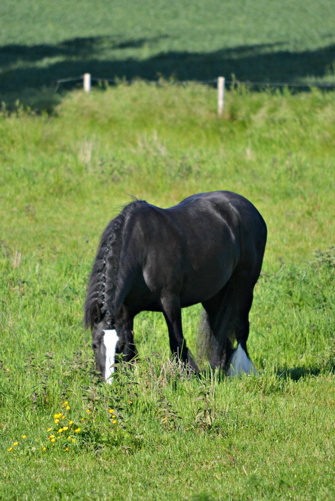 Irish Cob Esmeralda - 6. Prinsessen der står og grasser på sommerfolden 2012<3 billede 6