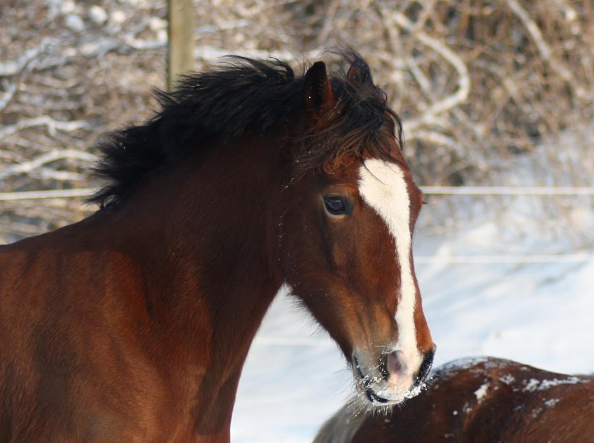 Welsh Cob (sec D) Nebo Tulip - Smukke Tullepigen. er fra januar 2013 billede 2