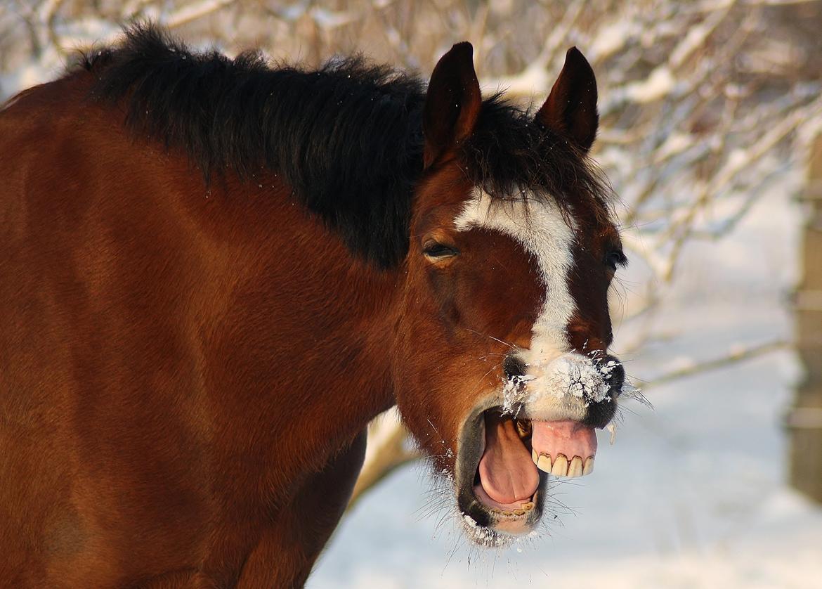 Welsh Cob (sec D) Nebo Tulip - Tulip 2013 i januar er liiidt træt hehe billede 15