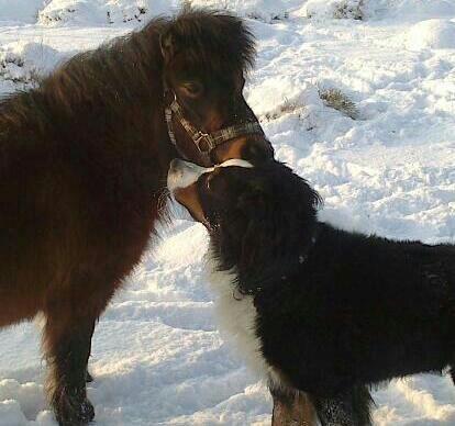 Shetlænder Malou (Marabou) - Malou og Manse <3 billede 1