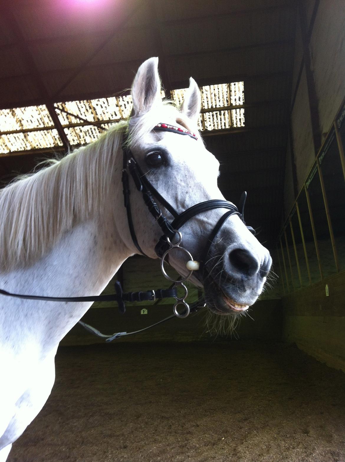 Anden særlig race Awanca - Juli 2012 billede 1