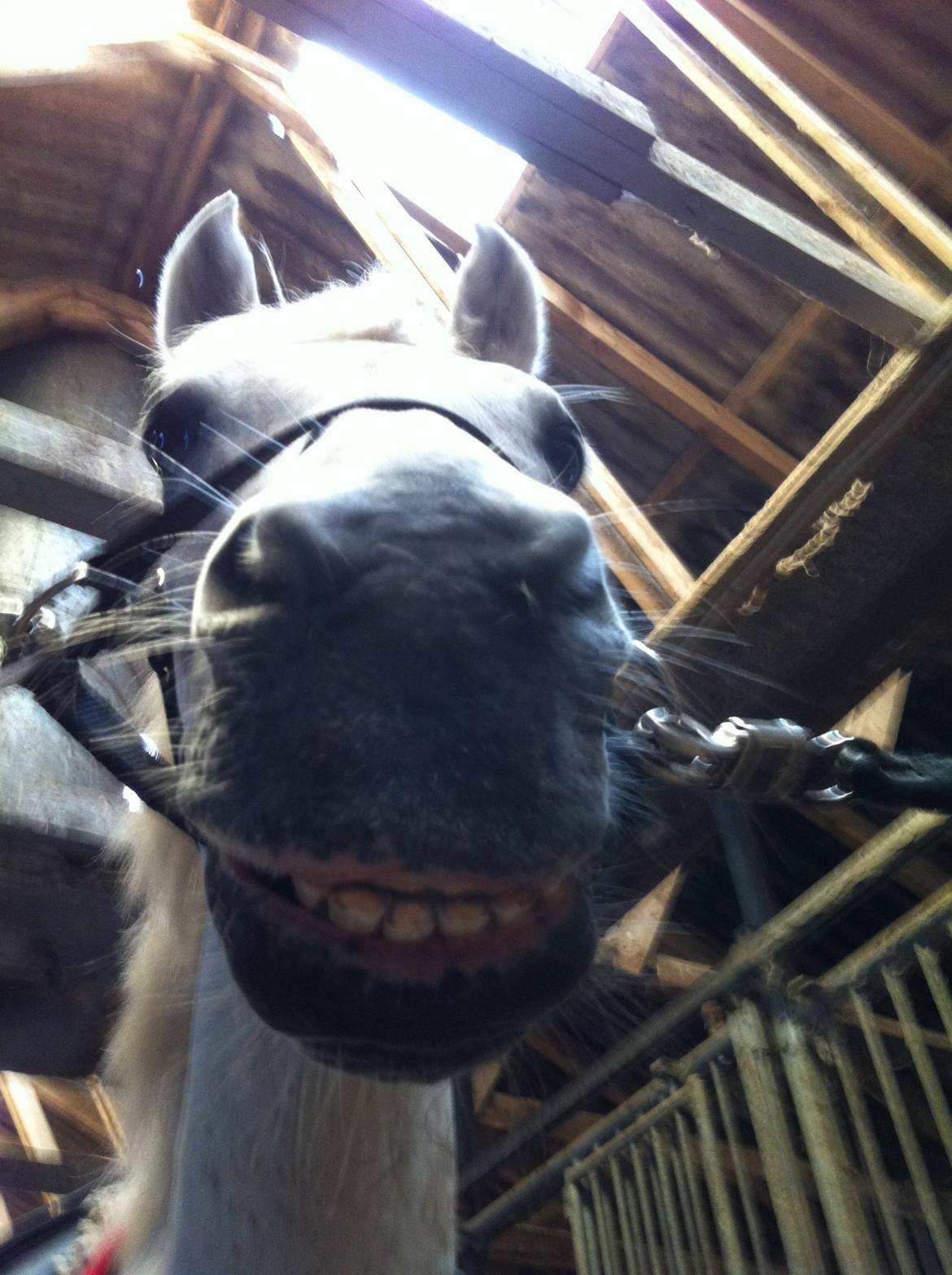 Anden særlig race Awanca - Maj 2012 - Awanca har lidt svært ved at holde sine gamle tænder indenbords, så hun er meget glad for at smile :) billede 8