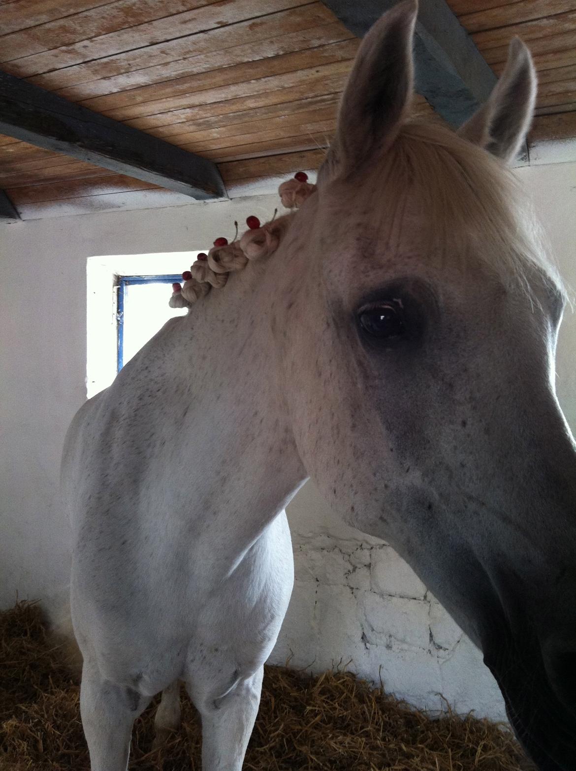 Anden særlig race Awanca - Juli 2012 - Fra da vi var på ridelejr, vi var lige ved at teste kirsebær som hårpynt ;) billede 9