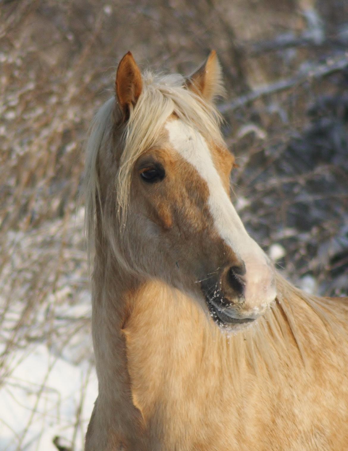 Welsh Cob (sec D) Rosalinde billede 9