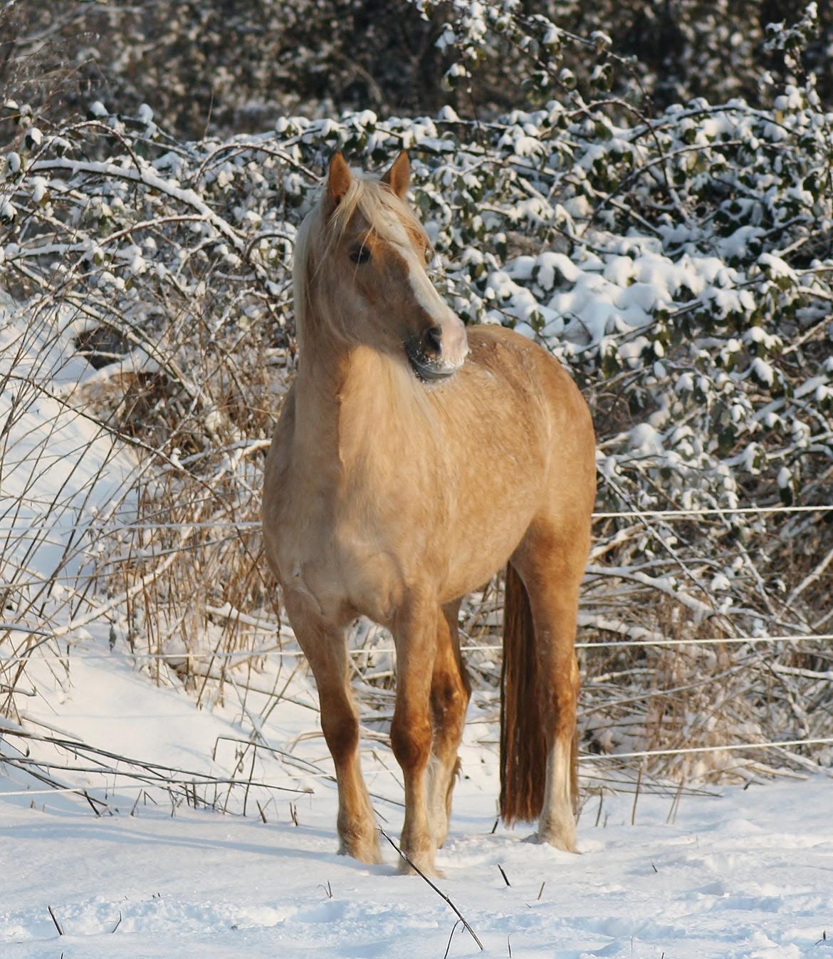 Welsh Cob (sec D) Rosalinde billede 28