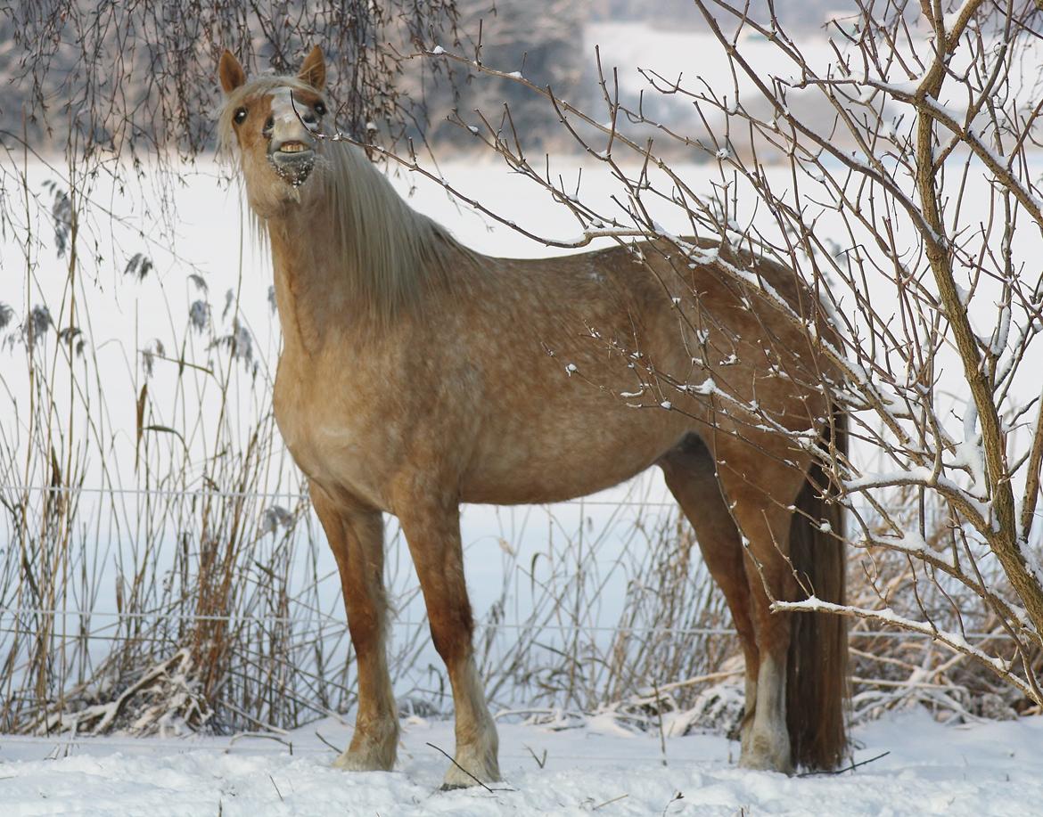 Welsh Cob (sec D) Rosalinde billede 33